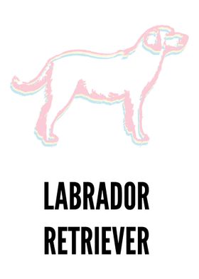 Labrador retriever