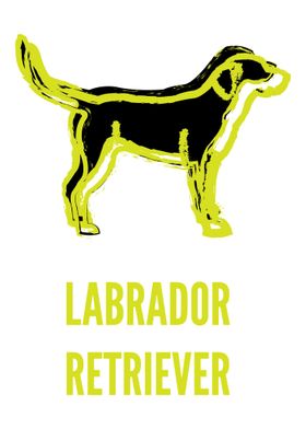 Labrador retriever