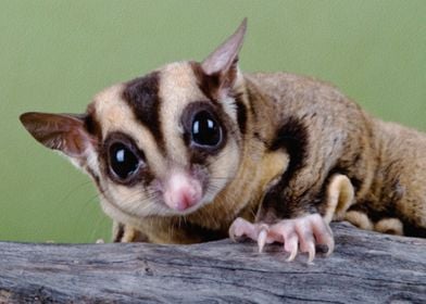 sugarglider