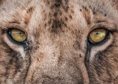 Eyes Of A Lionesses