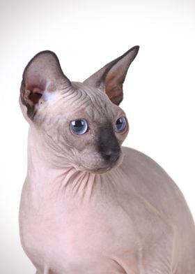 Canadian Sphynx cat