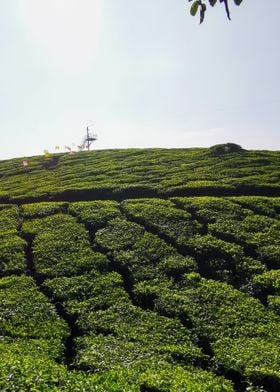 tea plantation in Kerala
