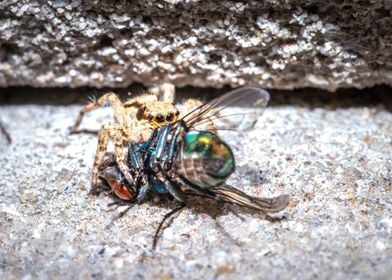 Spider eating a fly 