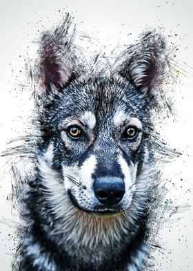 Wolf Animal