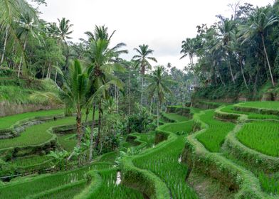 Bali rice terrace