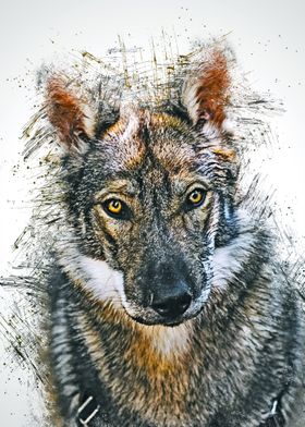 Wolf Animal