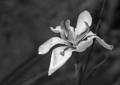 Orchid In Drops