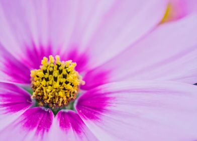 Cosmos Flower