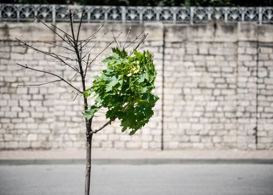 Lonely green tree