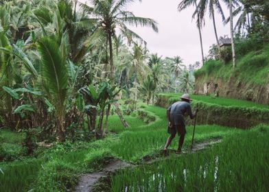 Bali Ricefield Farmer