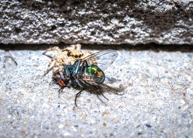 Spider eating a fly 