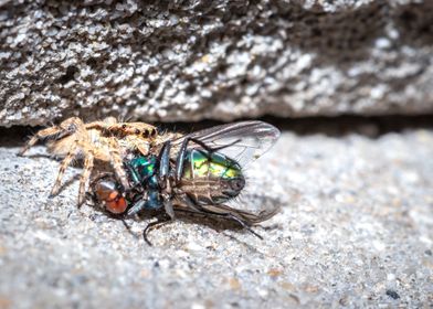 Spider eating a fly 