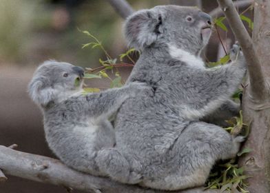 koalas and koala children