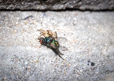 Spiders eating a fly 