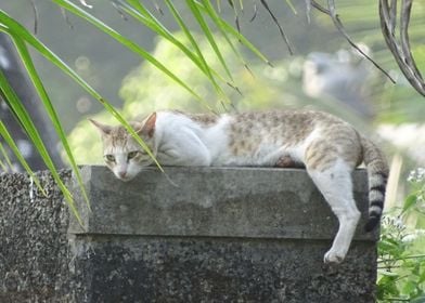 cat in the summer heat