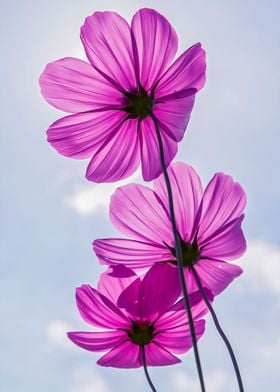 Painting Of Cosmos Flower