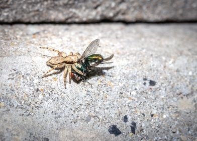 Spider eating a fly