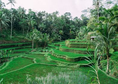 Ubud rice field in Bali