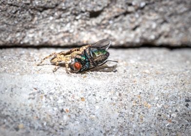 Spider eating a fly