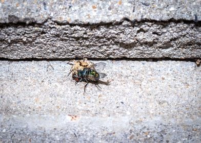 Spider eating a fly 