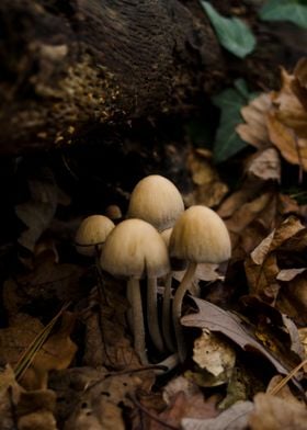 Mushrooms 3