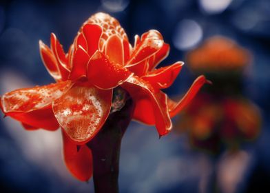 Exotic Flower Etlingera El