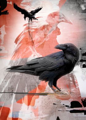 Crows