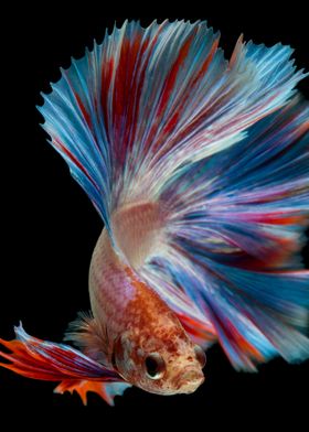 Betta fish multicolored
