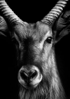 Antelope black and white