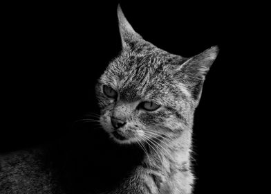 Wild cat black and white