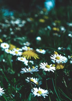 Daisy plants