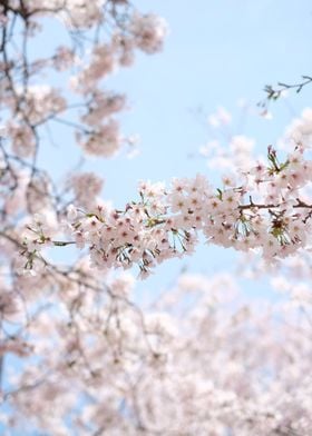 Cherry Blossom Tree Branch