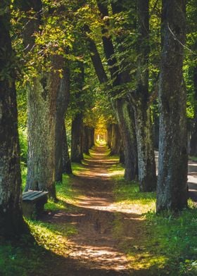 Forest path