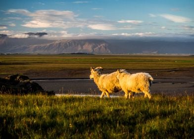 Sheeps in Iceland