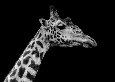 Giraffe black and white