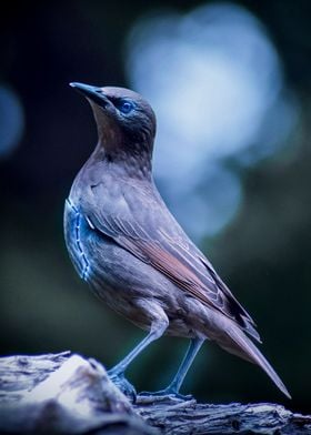 RoboBird