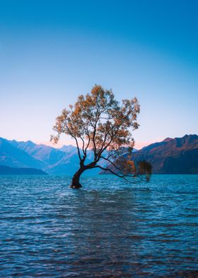 Wanaka Tree on Lake Nature