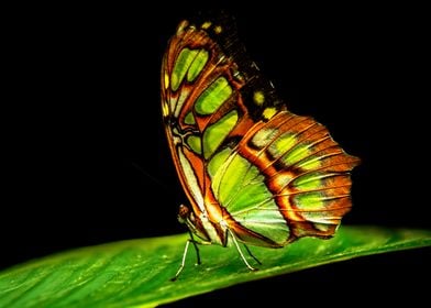 Green butterfly in low key