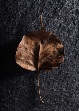 Nature in the Studio