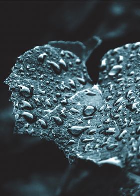 Raindrops on a leaf