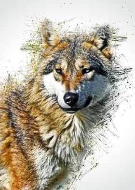 Wolf Animal