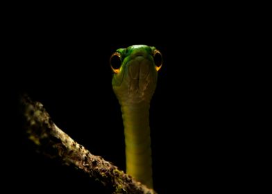 Green snake in low key