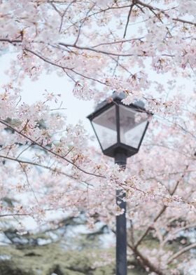 Cherry Blossom Lampost