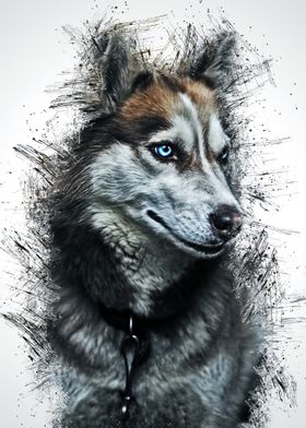 Animal Wolf