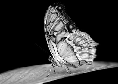 Butterfly black and white