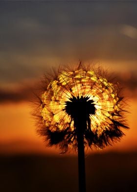 Dandelion silhouette