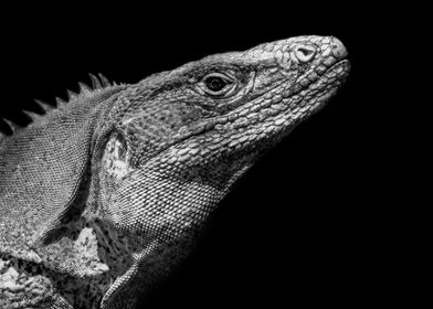 Iguana black and white