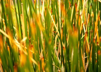 Reeds texture