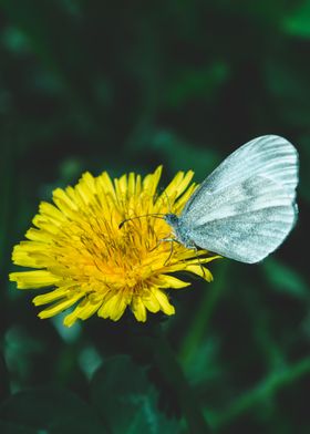 Butterfly and dandelion