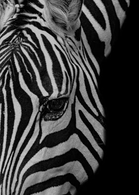 Zebra black and white